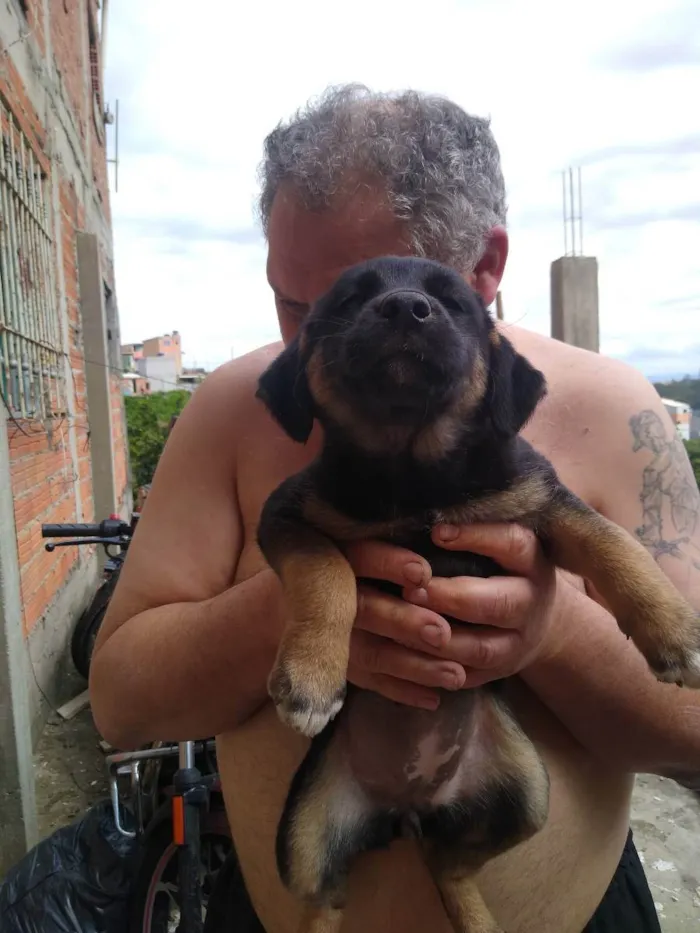 Cachorro ra a SRD  idade 2 a 6 meses nome Vários 