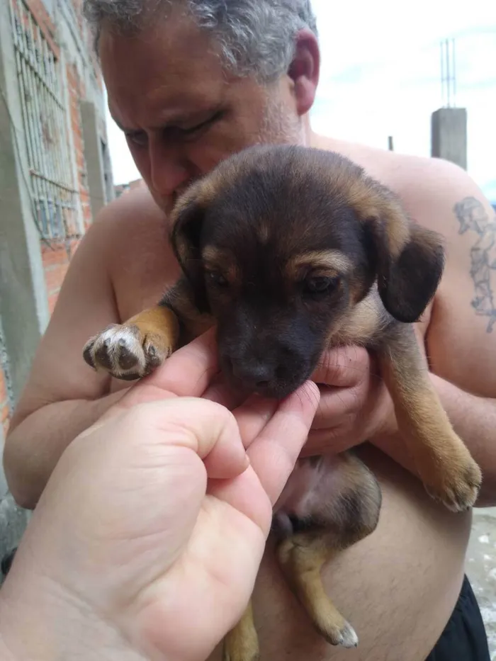 Cachorro ra a SRD  idade 2 a 6 meses nome Vários 