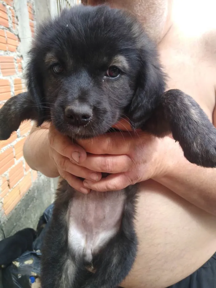 Cachorro ra a SRD  idade 2 a 6 meses nome Vários 