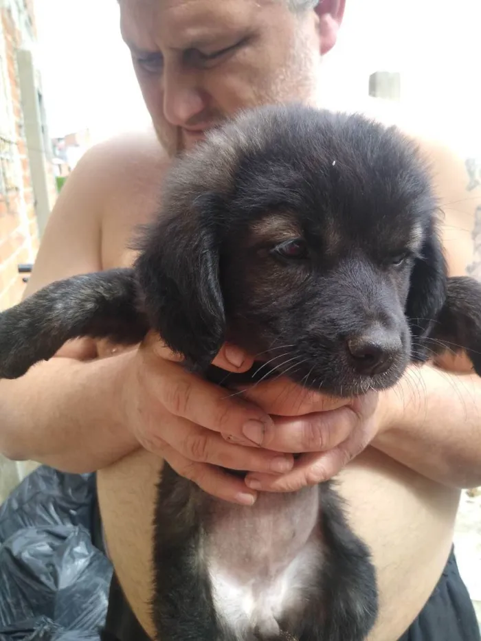 Cachorro ra a SRD  idade 2 a 6 meses nome Vários 