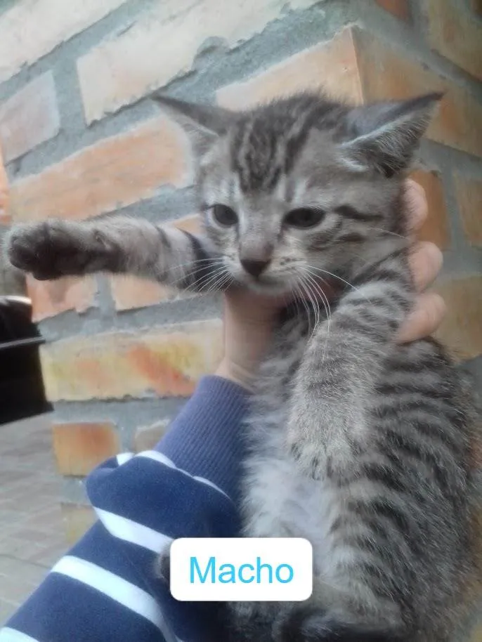 Gato ra a Gato Vira-Lata idade 2 a 6 meses nome Sem Nome