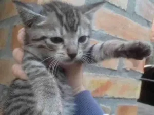 Gato raça Gato Vira-Lata idade 2 a 6 meses nome Sem Nome