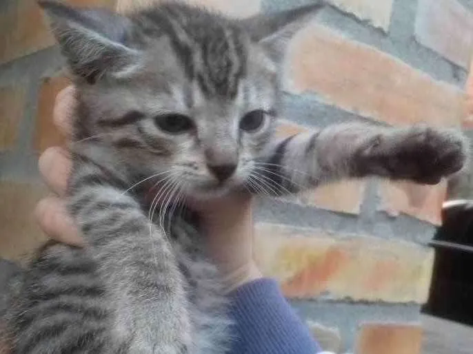 Gato ra a Gato Vira-Lata idade 2 a 6 meses nome Sem Nome