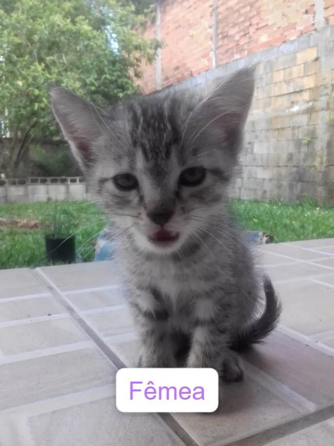 Gato ra a Gato Vira-Lata idade 2 a 6 meses nome Sem Nome