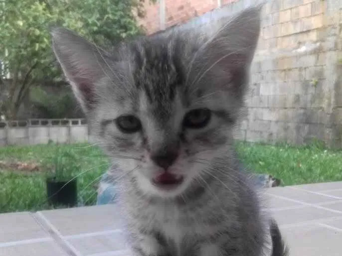 Gato ra a Gato Vira-Lata idade 2 a 6 meses nome Sem Nome