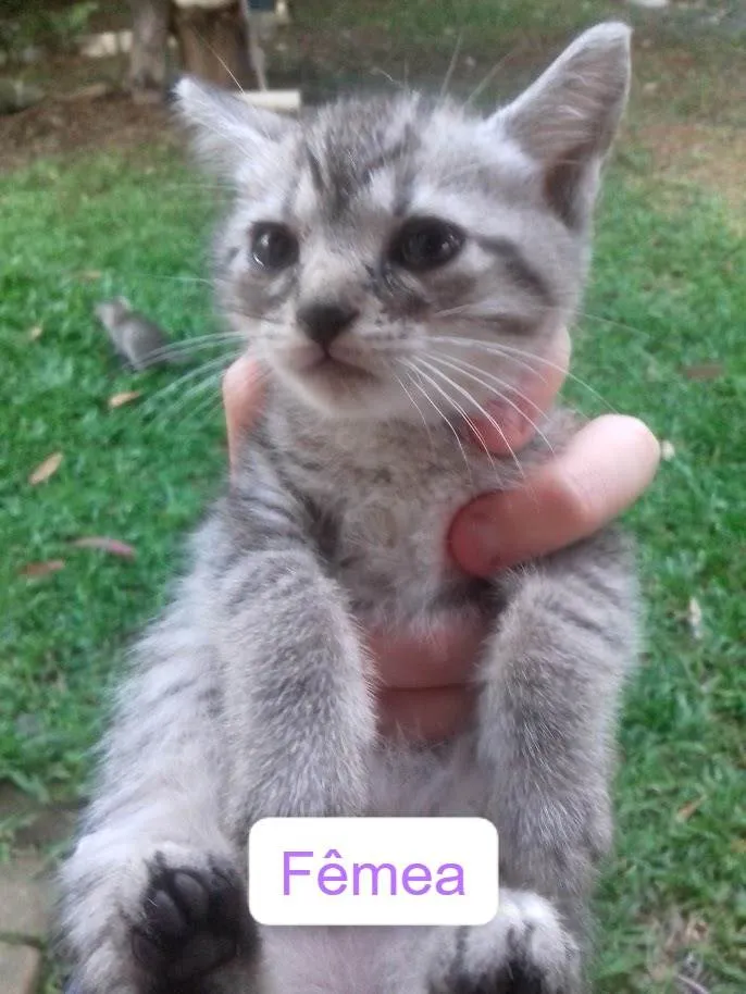 Gato ra a Gato Vira-Lata idade 2 a 6 meses nome Sem Nome