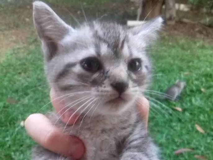 Gato ra a Gato Vira-Lata idade 2 a 6 meses nome Sem Nome