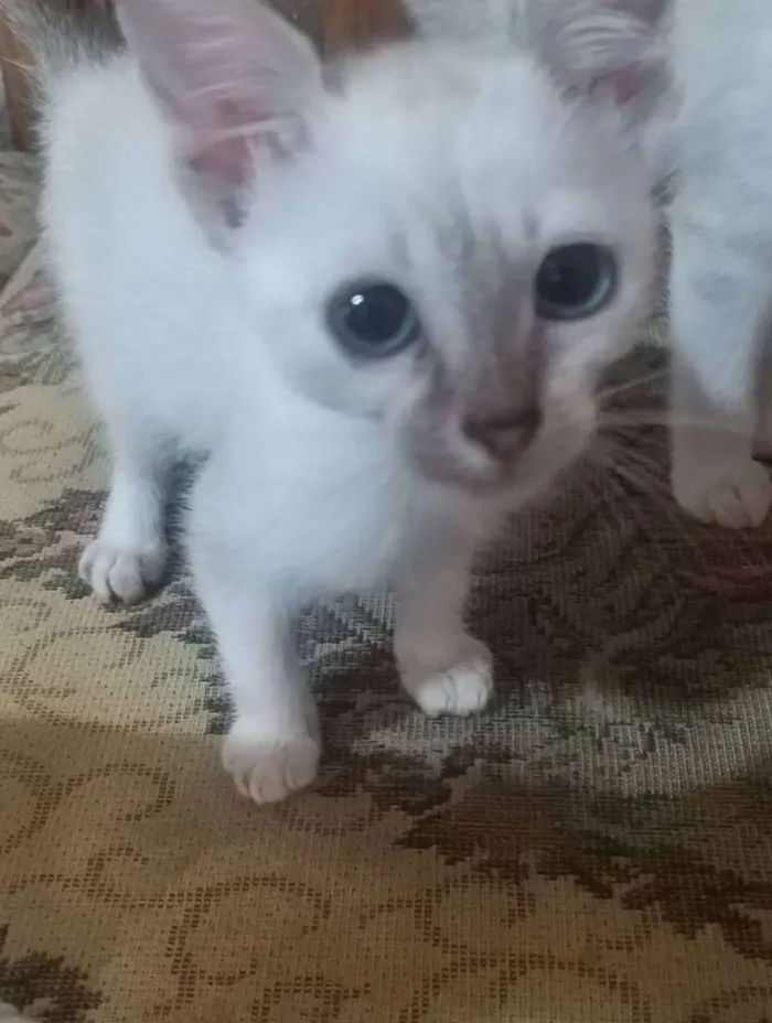Gato ra a SRD idade 2 a 6 meses nome Clara