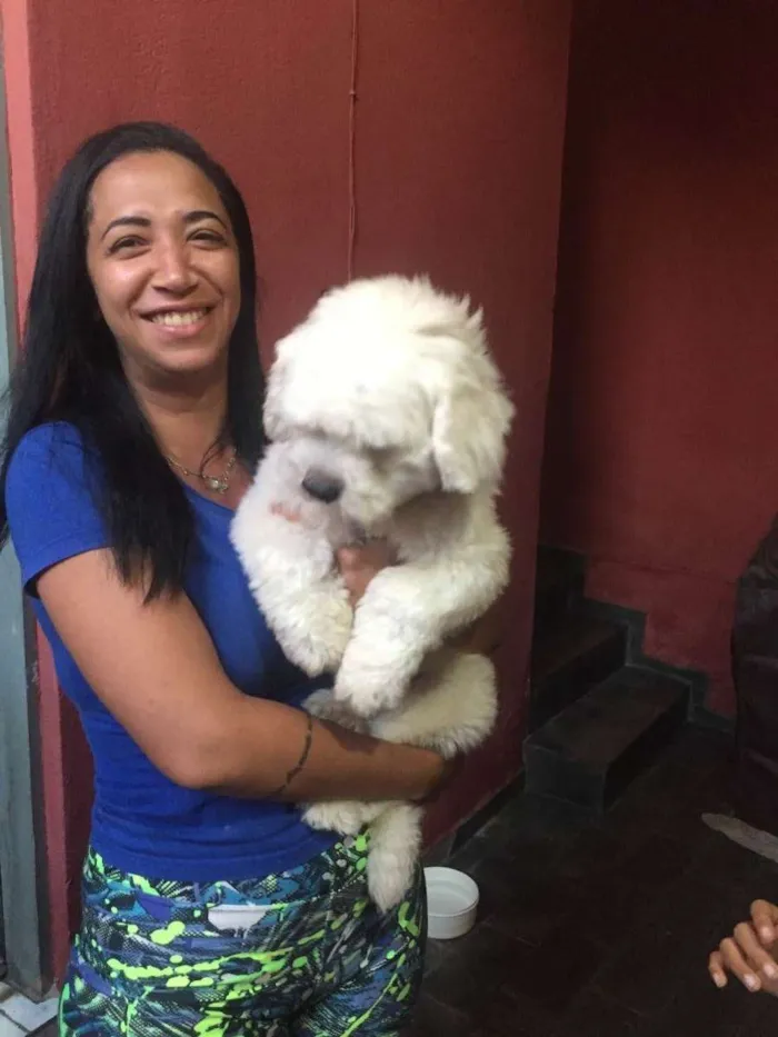 Cachorro raça Yasa idade 1 ano nome Fiel