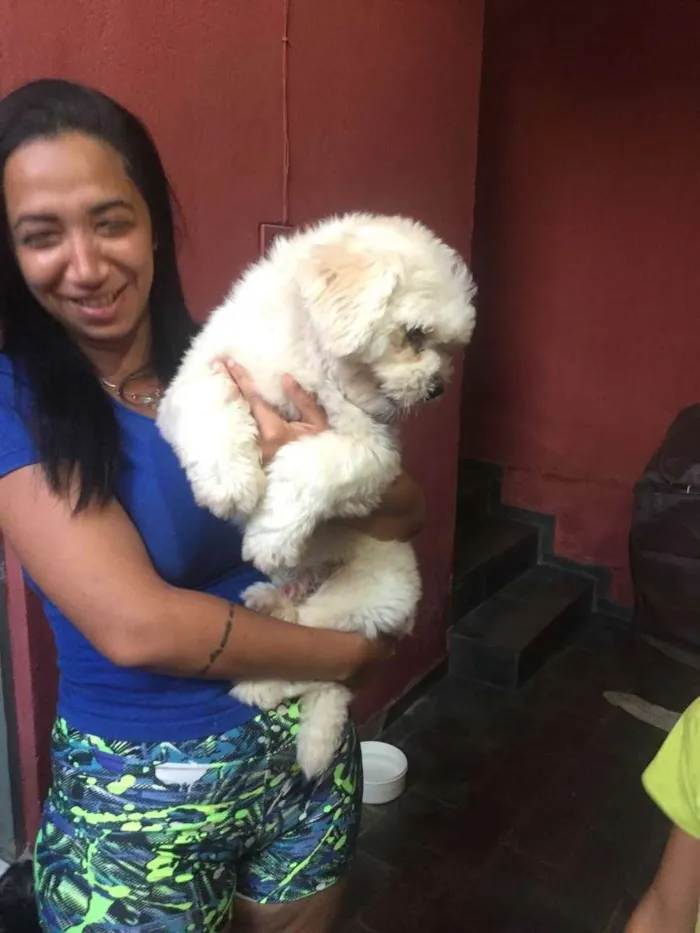 Cachorro raça Yasa idade 1 ano nome Fiel