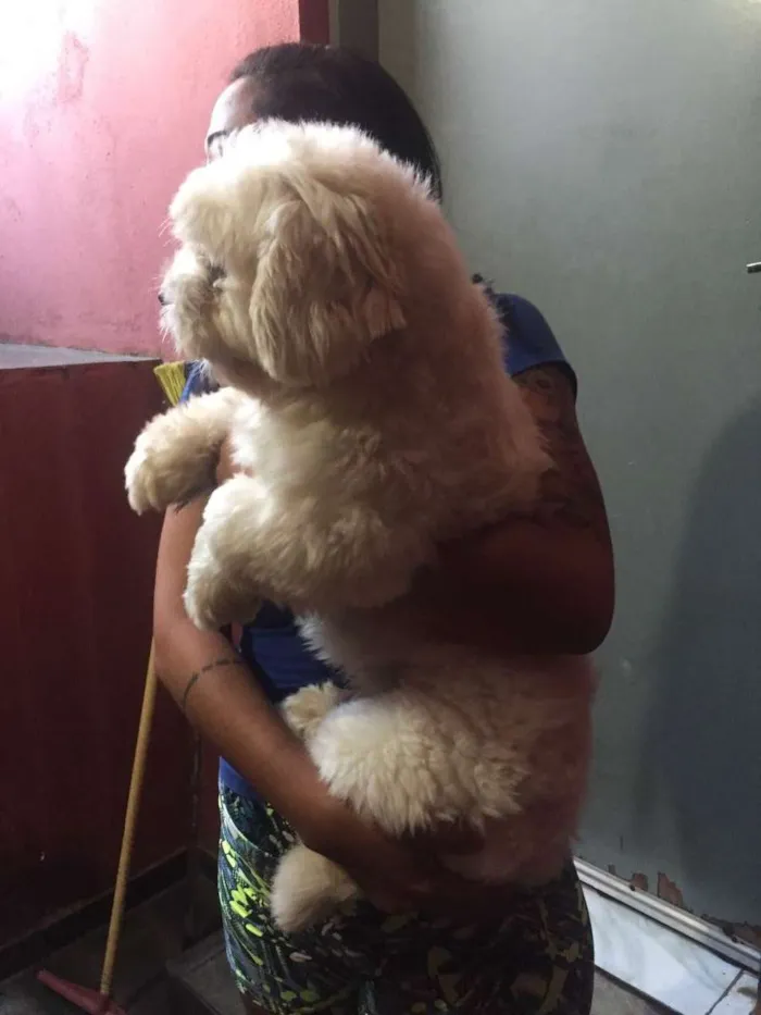 Cachorro raça Yasa idade 1 ano nome Fiel