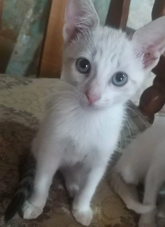 Gato ra a SRD idade 2 a 6 meses nome Algodão 