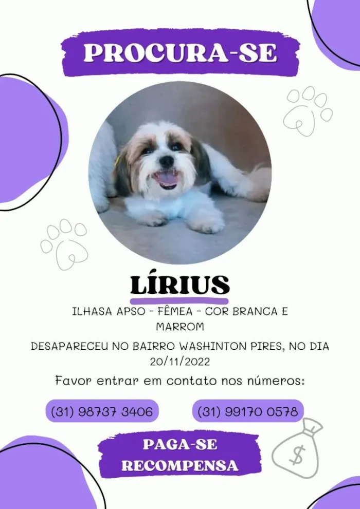 Cachorro ra a Shitzu  idade 5 anos nome Lirius