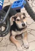 Filhotes 3 meses