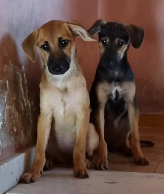 Cachorro ra a SRD idade 2 a 6 meses nome Filhotes 3 meses