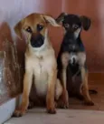 Filhotes 3 meses