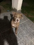 Estrela