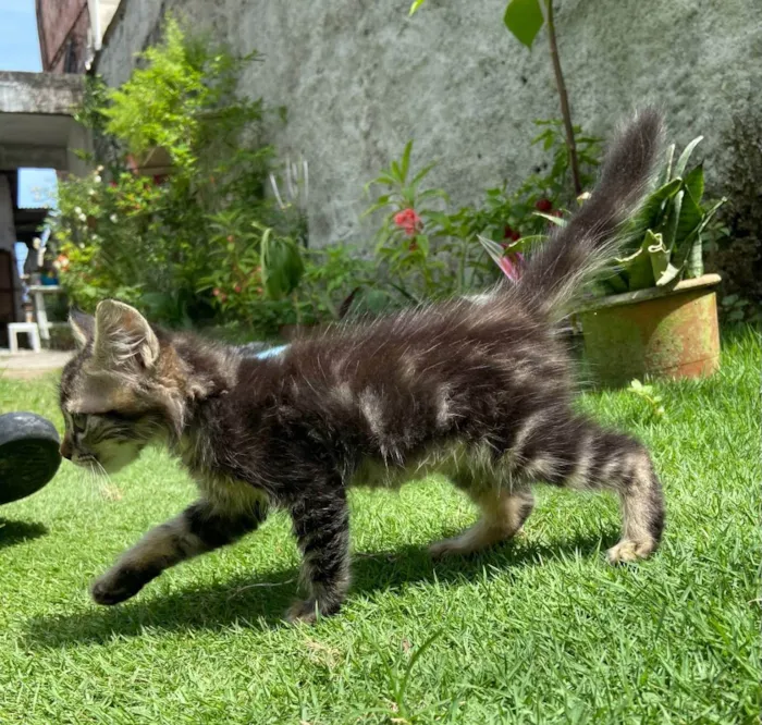 Gato ra a  idade Abaixo de 2 meses nome Sem nome