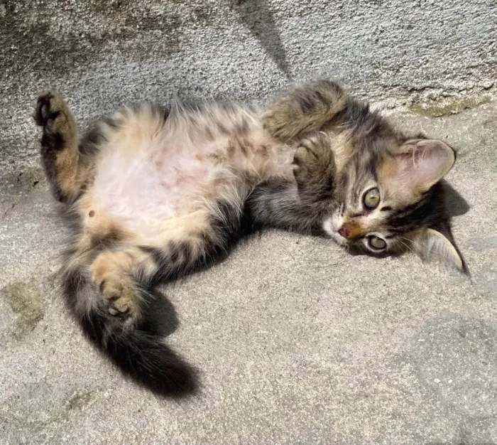 Gato ra a  idade Abaixo de 2 meses nome Sem nome