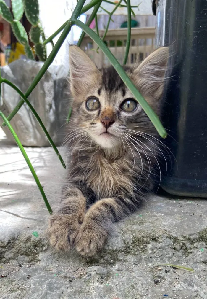 Gato ra a  idade Abaixo de 2 meses nome Sem nome