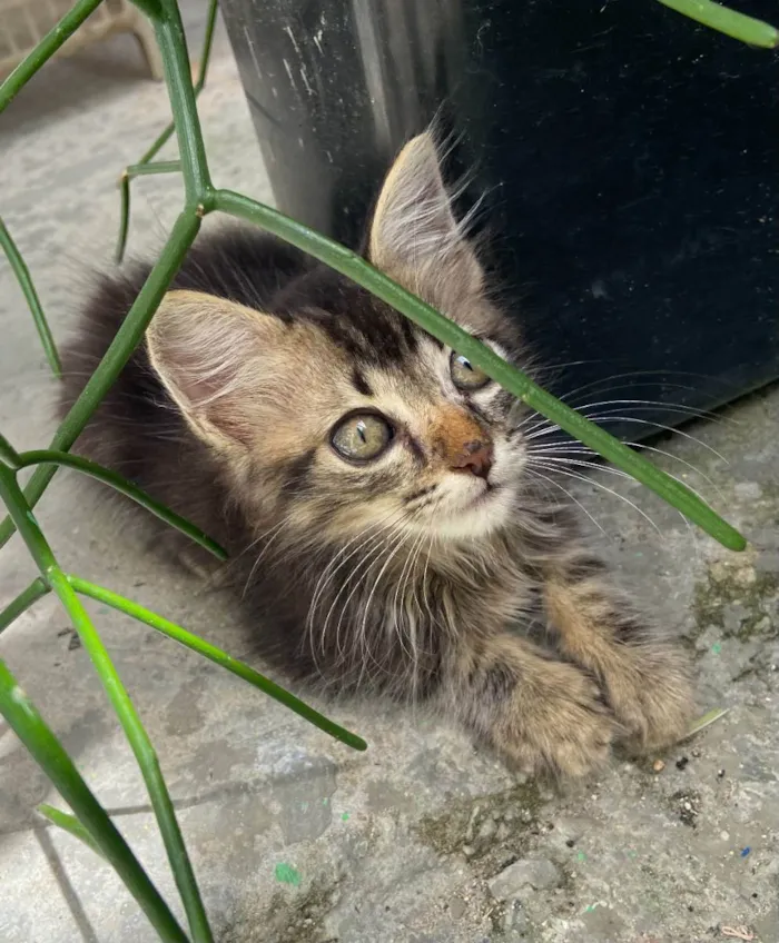 Gato ra a  idade Abaixo de 2 meses nome Sem nome