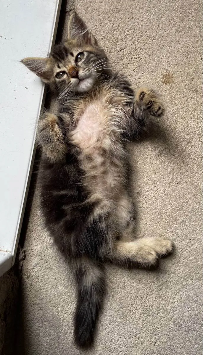 Gato ra a  idade Abaixo de 2 meses nome Sem nome