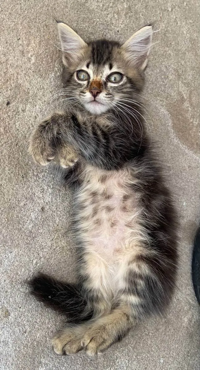 Gato ra a  idade Abaixo de 2 meses nome Sem nome
