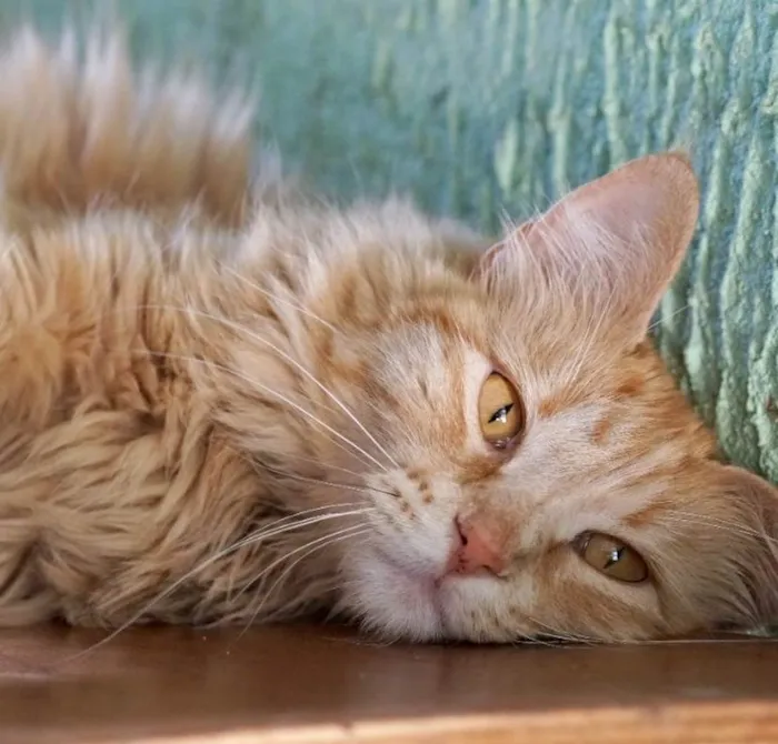 Gato ra a Mestiço  idade 7 a 11 meses nome Ferdinando 