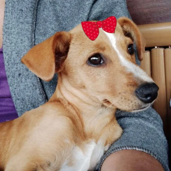 Cachorro ra a Mestiça  idade 2 a 6 meses nome Shiva 