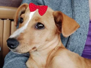 Cachorro raça Mestiça  idade 2 a 6 meses nome Shiva 