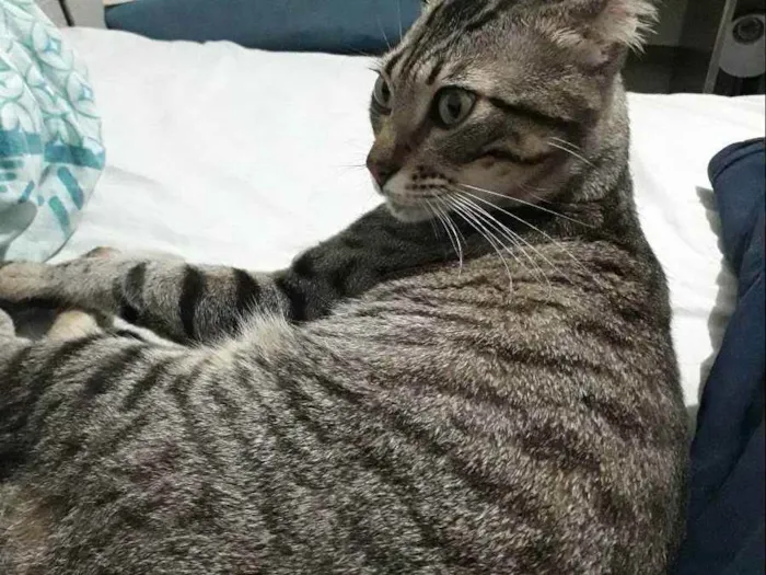 Gato ra a Vira lata  idade  nome Desconhecido 