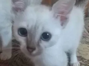 Gato raça SRD idade 2 a 6 meses nome Clara