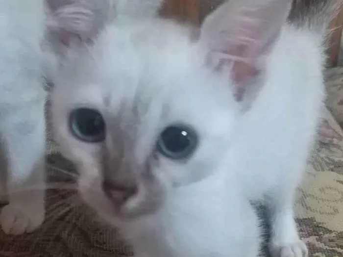 Gato ra a SRD idade 2 a 6 meses nome Clara