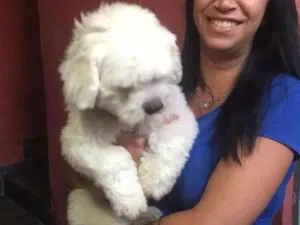 Cachorro raça Yasa idade 1 ano nome Fiel