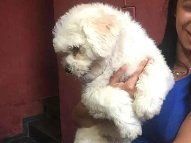 Cachorro raça Yasa idade 1 ano nome Fiel