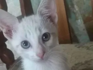 Gato raça SRD idade 2 a 6 meses nome Algodão 