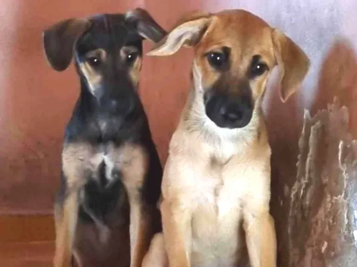 Cachorro ra a SRD idade 2 a 6 meses nome Filhotes 3 meses