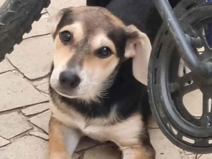 Cachorro ra a SRD idade 2 a 6 meses nome Filhotes 3 meses