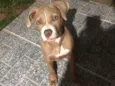 Estrela