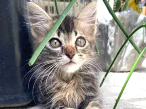 Gato raça  idade Abaixo de 2 meses nome Sem nome