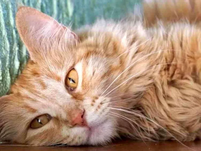 Gato ra a Mestiço  idade 7 a 11 meses nome Ferdinando 