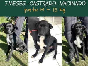 Cachorro raça Srd  idade 7 a 11 meses nome Billy