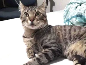 Gato raça Vira lata  idade  nome Desconhecido 