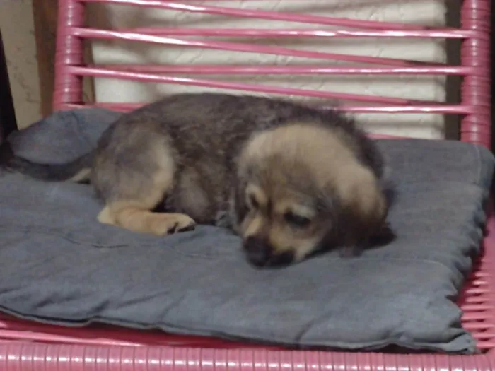 Cachorro raça Sem raça definida idade Abaixo de 2 meses nome Filhote 50 dias