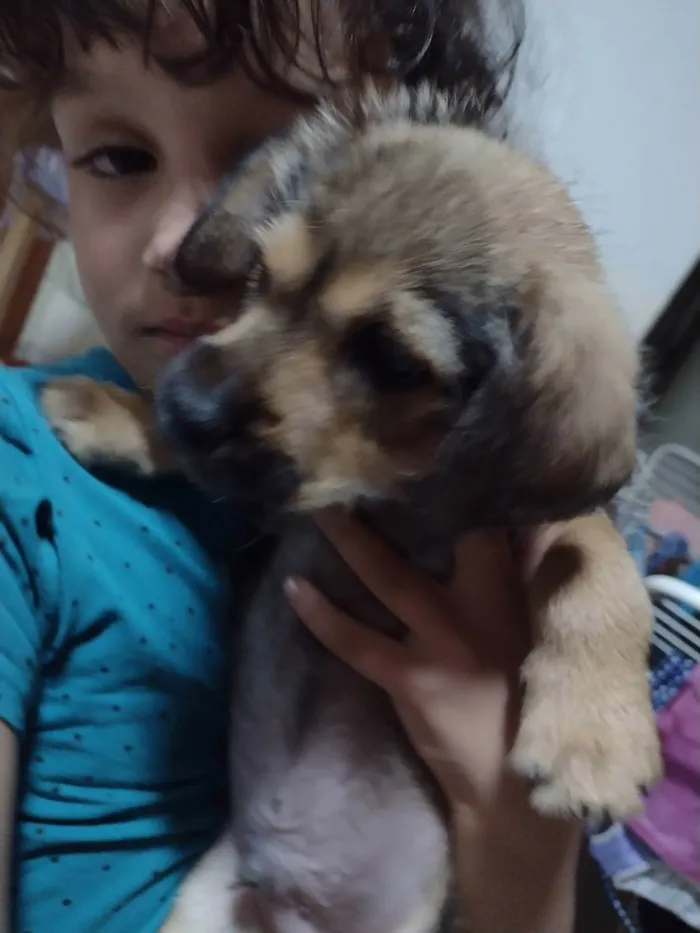 Cachorro raça Sem raça definida idade Abaixo de 2 meses nome Filhote 50 dias