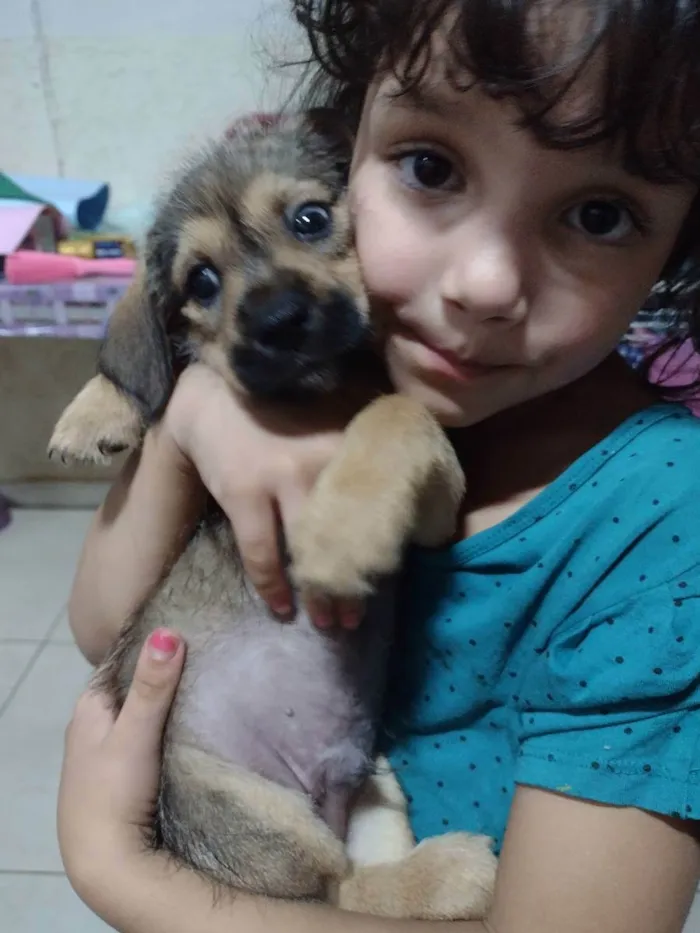 Cachorro raça Sem raça definida idade Abaixo de 2 meses nome Filhote 50 dias