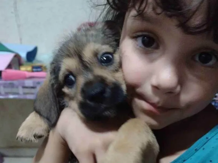 Cachorro raça Sem raça definida idade Abaixo de 2 meses nome Filhote 50 dias