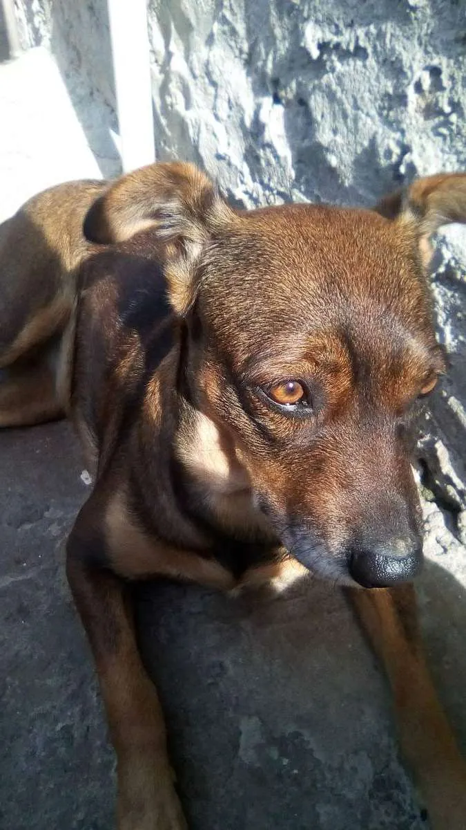 Cachorro ra a Não definida idade 4 anos nome Milly 