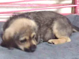 Cachorro raça Sem raça definida idade Abaixo de 2 meses nome Filhote 50 dias