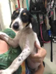 Snoopy